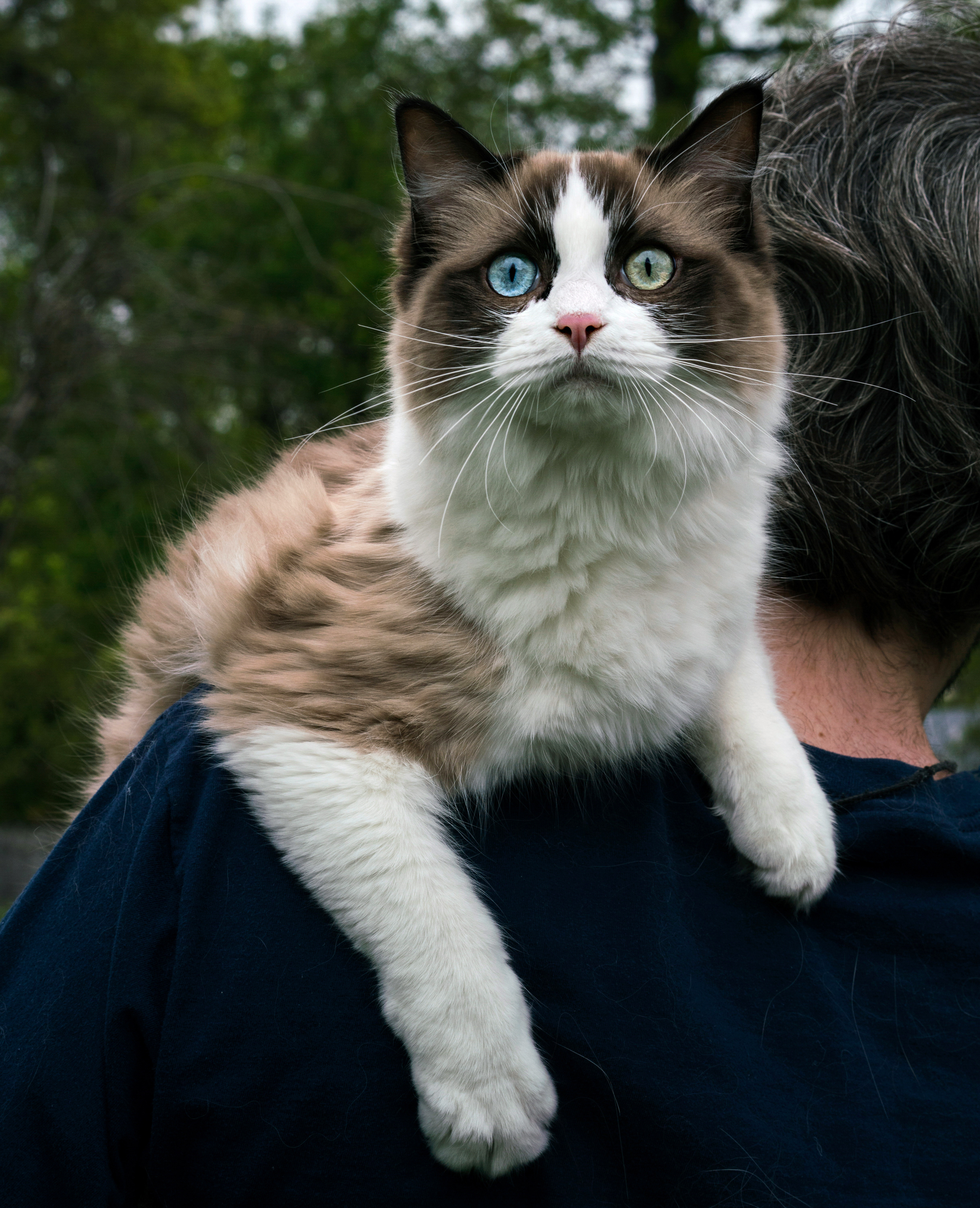 raggedy ann cats for sale