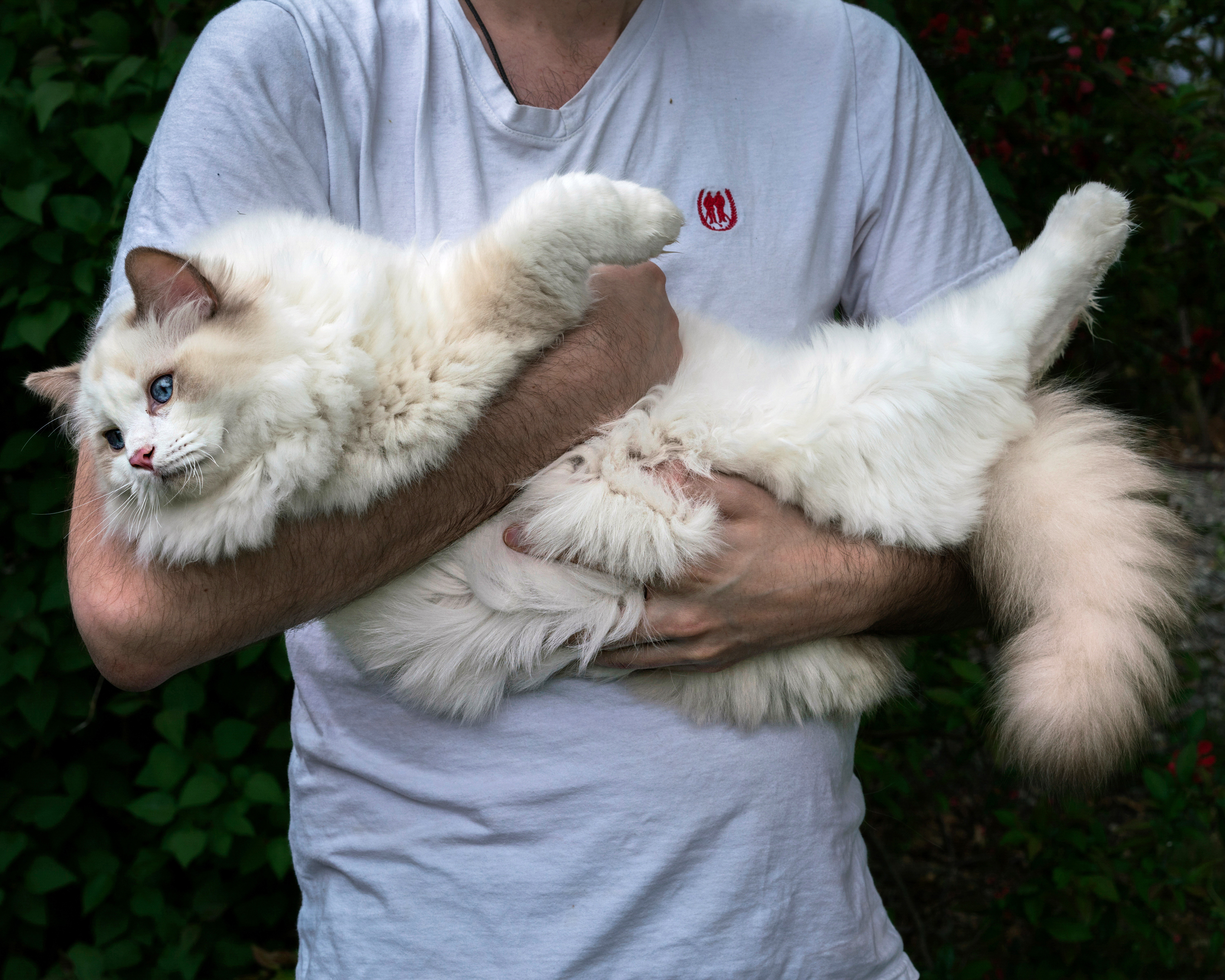 ragdoll pet