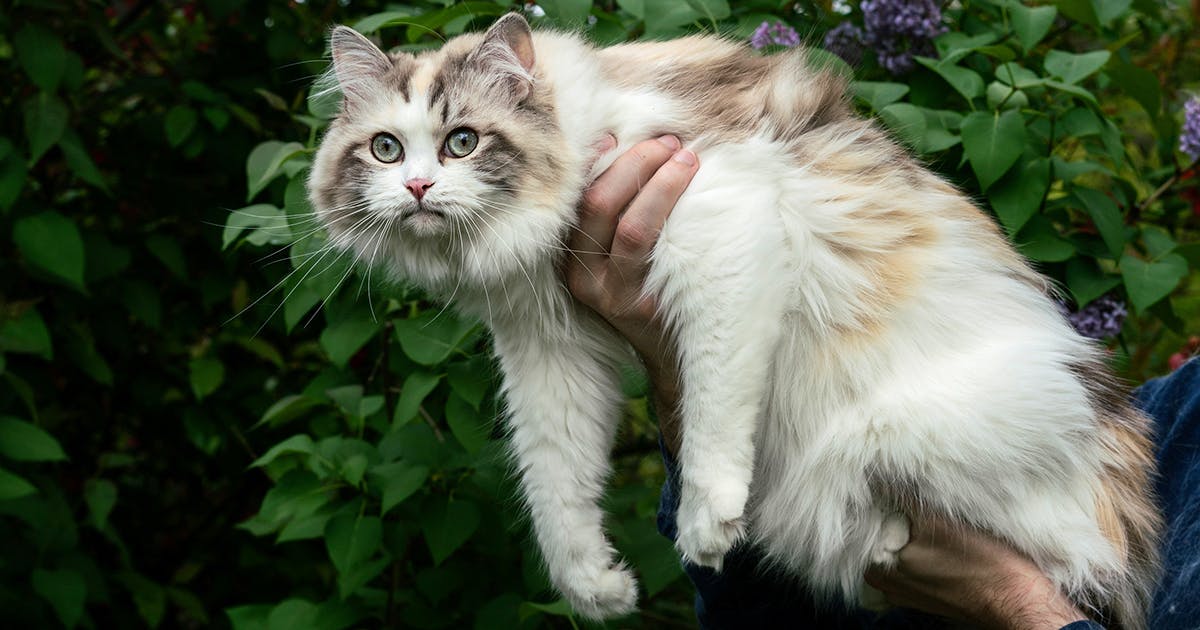 Valley Of Ragdoll Cats The History Of Ragdoll Cats Topic Valley Of Ragdoll Cats The History Of Ragdoll Cats Topic